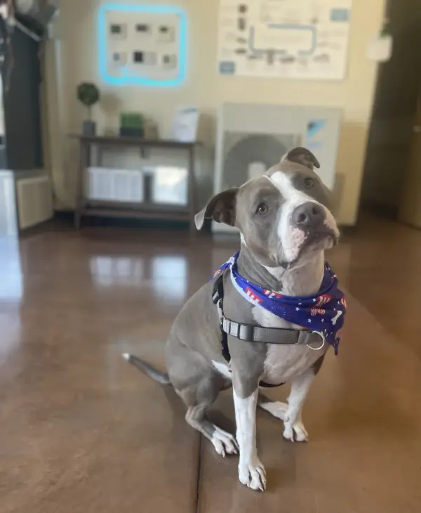 Azulita Chief Canine Officer